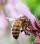 Impollinazione Impollinazione