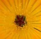 Il centro della vita Il centro della vita