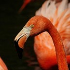 Fenicotteri Cubani - Oasi Sant'Alessio (PV) Fenicotteri Cubani - Oasi Sant'Alessio (PV)