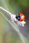 Coccinella comune Coccinella comune