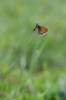Coenonympha pamphilus Coenonympha pamphilus