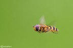 Volando Volando