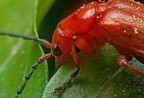 Cantharis livida. Falsa Lucciola Cantharis livida. Falsa Lucciola