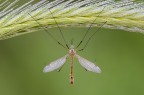 Tipula Tipula