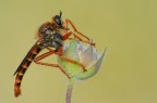 robber fly robber fly