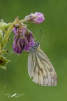 Pieris napi Pieris napi