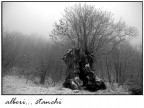 Alberi stanchi... Alberi stanchi...