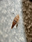 Ma che insetti fuoriescono da queste conchigliette di 2-3 mm che si trovano spesso attaccate tipo bozzoli ai muri ?!?!