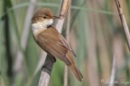 Cannaiola (Acrocephalus scirpaceus)