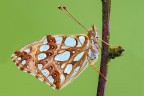 Issoria lathonia Issoria lathonia