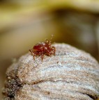 Ero tornato sul posto per fotografare una interessante famigliola di funghetti..ma aime' li ho trovati tutti secchi :(
Mentre stavo macrofotografando i "resti" :( ho notato questo velocissimo e piccolissimo..aracanide?!?!..che camminava sopra un funghetto.
Sapete dirmi di cosa si tratta?