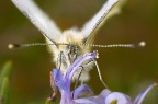 Cavolaia minore (Pieris rapae) Cavolaia minore (Pieris rapae)