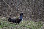 Scatto con Valimex 500mm f6,3 t 1/160 iso 100 a mano libera su appoggio di fortuna.
Ps: lo so che ci sono i rametti davanti ma non ho potuto fare in altro modo visto che lo scatto  stato fatto in natura.