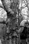 l'albero bionico l'albero bionico