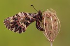 Un anno fa...
Ero al primo incontro con lei...
Quest anno ancora nessuna traccia di questi Lepidotteri...  :-(

Zerynthia cassandra (Geyer, 1828) (Lepidoptera - Papilionidae)

www.rossidaniele.com

Canon EOS 7D + Sigma 180mm f/3.5 EX DG HSM Macro
f16 - 1/5 - ISO 100
29.04.2012 ore 7.00
Suggerimenti e critiche sempre ben accetti
[url=http://www.rossidaniele.com/HR/_MG_2332copia-mdc-1500.jpg]Versione HR[/url]