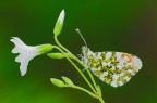 Anthocharis cardamines (Linnaeus, 1758) M Anthocharis cardamines (Linnaeus, 1758) M