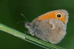 Plebejus argus Plebejus argus