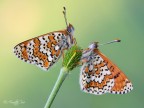 Melitaea cinxia (Linnaeus, 1758) Melitaea cinxia (Linnaeus, 1758)