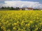 Campi di colza