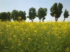 Campi di colza - 4