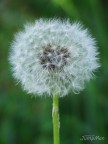 Ho visto molte volte la foto di un soffione ma non avevo mai provato a farne una,  davvero difficile data la conformazione sferica del soggetto! con pdc ridotta viene a fuoco solo una parte della sfera, in questa foto ho fatto un "focus staking" manuale, tra virgolette perch, complice il vento sarebbe stato impossibile effettuare una serie di scatti da dare in pasto al programma apposito.