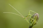 Tettigonia Tettigonia