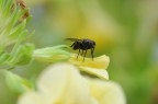 Mosca Mosca
