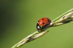 Coccinella Coccinella