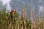 Ciao a tutti, con il sole sono ritornati anche loro.....

canon 1 D MK IV + canon 500 mm + 1.4 x
iso 800 tv 1/800 av 8.0 mano libera