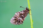 Zerynthia polyxena Zerynthia polyxena