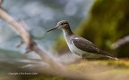 Piro piro piccolo (Actitis hypoleucos), c & c sono graditi, :ciao: Elio
Canon 1 D Mk IV - Canon 600 mm - Iso 320 - f/7.1 - 1/125s - 0.67Ev
[url=http://img823.imageshack.us/img823/5257/piropiropiccoloactitish.jpg]Clicca qui per la versione ad alta risoluzione![/url
Capanno mimetico, reti mimetiche, tripoide