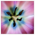 dentro il fiore.. dentro il fiore..