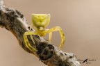 Thomisidae_Thomisus onustus Thomisidae_Thomisus onustus