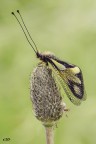 libelloides libelloides