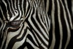 Stripes Stripes