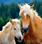 Ritratto di famiglia Ritratto di famiglia