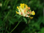 Fiore di prato