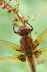 Libellula fulva Libellula fulva