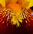 Cristallo nello scrigno Cristallo nello scrigno