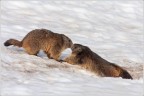 Sono andato per fotografare "Forcelli" ed ho dovuto accontentarmi delle marmotte. Si noter che il loro manto non  nelle migliori condizioni, il lungo periodo nelle tane ha lasciato il segno.
Ivo