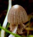 Funghetti nel sottobosco :)
ma quelle che vedo su alcuni funghi sono ife ?!
Quando ..diversi anni fa :( ..presi il mio primo ed unico :( 30 e lode fu in  botanica :) e studiai che le ife che compongono il micelio si sviluppano sotto terra non sopra i funghi !!!
Chiaritemi..se potete :)