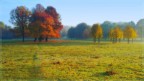 trees_dream
