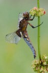 Libellula depressa- maschio Libellula depressa- maschio