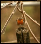 pettirosso pettirosso