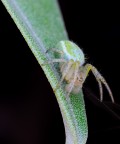 Diaea dorsata Diaea dorsata