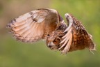 Volo Volo