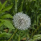 Soffione