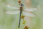 Brachytron pratense Brachytron pratense