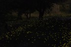 fireflies