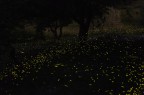 fireflies fireflies